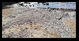 Evia - Elenika Beach -28-05-2023 - Bogdan Balaban